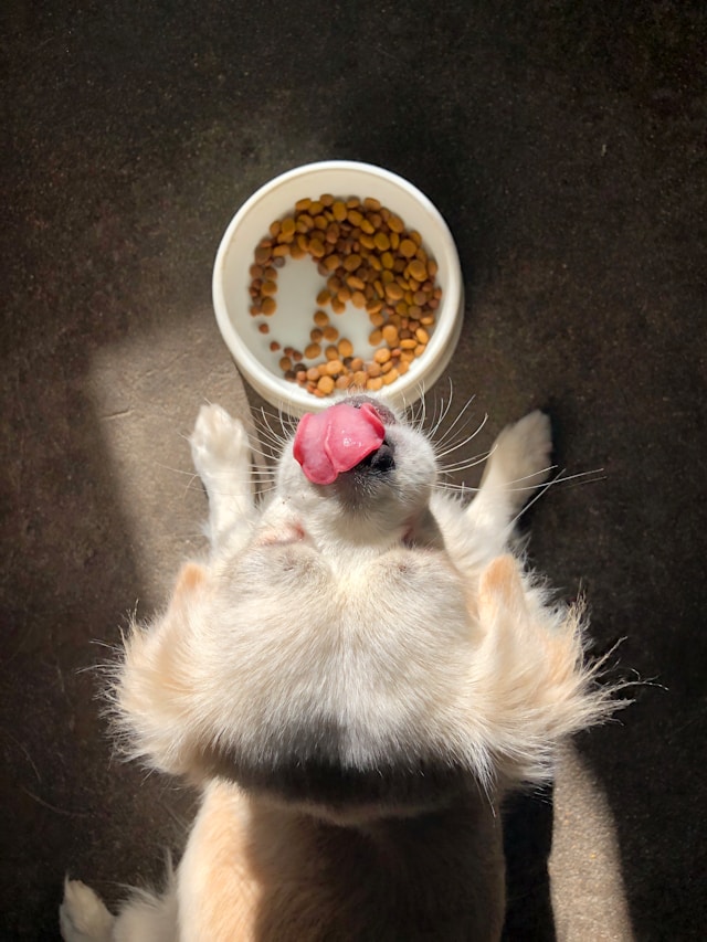 Nutrition & Feeding